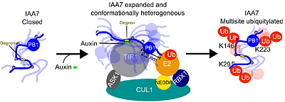 Structural Acrobatics of IAA7: Exercising Fuzzy Regions to Aid Auxin-Mediated Catalysis