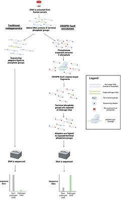 Targeted sequencing of Enterobacterales bacteria using CRISPR-Cas9 enrichment and Oxford Nanopore Technologies
