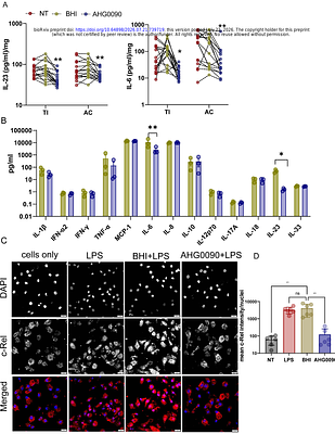 Bioactive produced by Enterococcus Faecalis targets IL-23 signalling and protects against colitis and joint disease