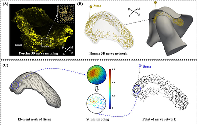 Multiscale Biomechanical and Electrophysiological Modeling of Nociceptive Activation in Musculoskeletal Joint Disorders: Insights from the Temporomandibular Joint
