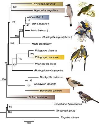 The phylogenetic position of the extinct Hawaiian honeyeaters: Overcoming the limitations of antique DNA