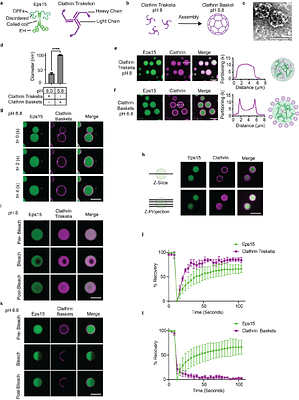 Of condensates and coats - reciprocal regulation of clathrin assembly and the growth of protein networks