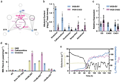 A cinnamyl alcohol dehydrogenase scaffold organizes monoterpenoid indole alkaloid biosynthesis
