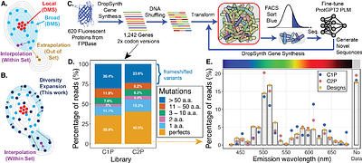 High Diversity Gene Libraries Facilitate Machine Learning Guided Exploration of Fluorescent Protein Sequence Space