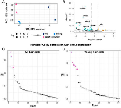 Notch-driven fate asymmetry dictates hair cell behavior via a fate-specific kinase
