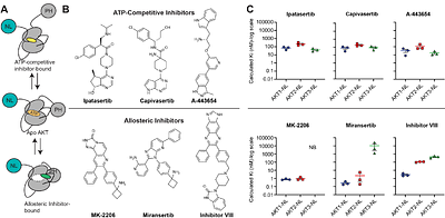 Live-cell NanoBRET assay to measure AKT inhibitor binding to conformational states of AKT