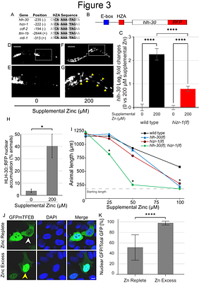 Zinc excess promotes lysosome remodeling by activating HLH-30/TFEB through the action of the high zinc sensor HIZR-1.