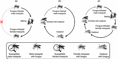 Could malaria mosquitoes be controlled by periodic releases of transgenic mosquitocidal Metarhizium pingshaense fungus? A mathematical modeling approach