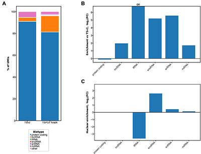 Tabula Sapiens reveals the non-coding RNA landscape across 22 human organs and tissues