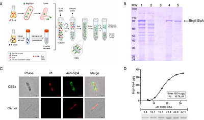 Coated Bacterial Enzymes: A one-step approach for enzymatic purification and immobilization