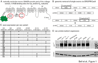 Specific presynaptic functions require distinct Drosophila Cav2 splice isoforms