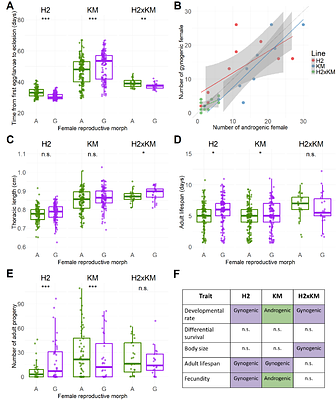 Reproductive morph specialisation facilitated by a maternal sex-determining region in a fungus gnat (Bradysia coprophila)