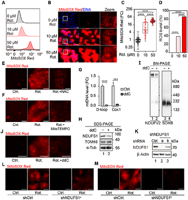 Complex I Governs Iron Levels in Bat Mitochondria to Couple Respiration with Lipid Metabolism