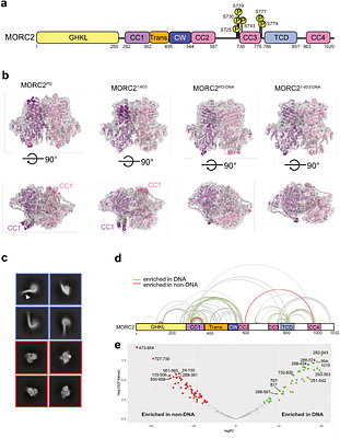 MORC2 phosphorylation fine tunes its DNA compaction activity