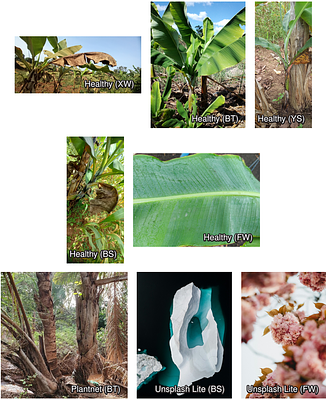 Vision Normalizing Flows for the probability-informed detection of banana diseases from in-field images