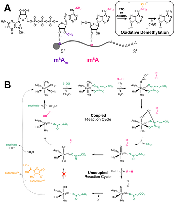 Differential control of RNA demethylase activity and selectivity by cofactor ascorbate