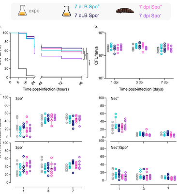 Environmental history shapes host-associated dynamics of sporulating and non-sporulating bacterial subpopulations during infection