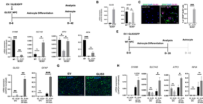 GLIS3 is a key regulator of astrocyte differentiation in human neural stem cells