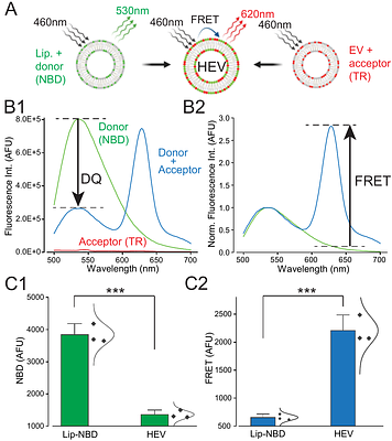 Functional interaction of hybrid extracellular vesicle-liposome nanoparticles with target cells: absence of toxicity