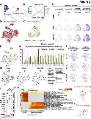 Spinal cord regeneration deploys adult molecular programs that do not recapitulate embryonic development