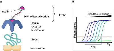 A novel screening assay for insulin receptor