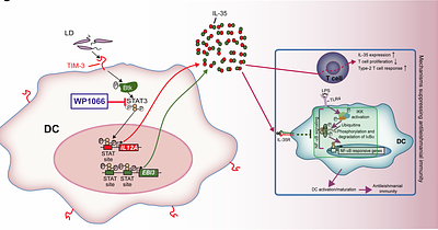IL-35 produced by dendritic cells via TIM-3-STAT3 signaling contributes to the development of visceral leishmaniasis