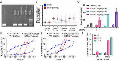Leveraging Homologous Recombination Deficiency via the Repositioned Prodrug CB1954