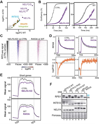 Dynamic interaction between tentacle-tethered microdomains in Integrator and NELF regulates the promoter-proximal pause checkpoint
