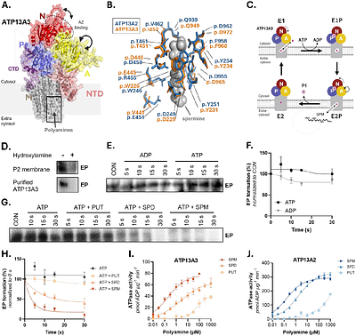 A druggable ATP13A3-antizyme switch controls adaptive polyamine uptake in cancer