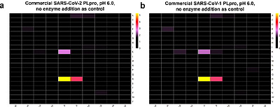 Specificity profiling of SARS-CoV-2 PLpro using proteome-derived libraries of linear peptides suggests secondary preference for basic motifs
