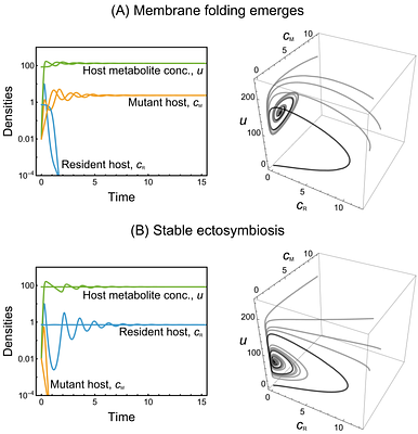 Metabolic inhibition can enable compact physical integration of microbial partners