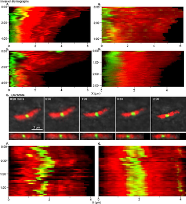 Cryptosporidium sequentially remodels its single rhoptry into the host interface