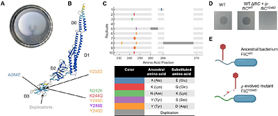 Evolutionary consequences of bacterial resistance to a flagellotropic phage