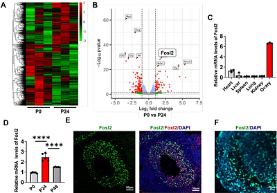FOSL2 Directly Regulates FSHR and CYP11A1 Transcription: An Essential Transcription Factor for Gonadotropin-Dependent Folliculogenesis