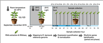 Circadian Timekeeping in the Tropics: Rhythmic Transcriptome and Diurnal Regulatory Networks in Rubroshorea leprosula