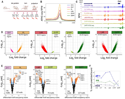 Temporal chromatin and transcriptome dynamics driven by JUND and progesterone receptor binding in the pregnant mouse myometrium