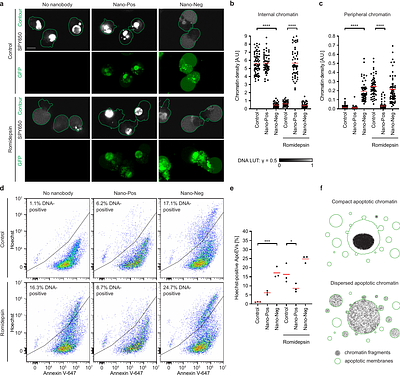 Electrostatic control of chromatin compaction safeguards against apoptotic DNA release