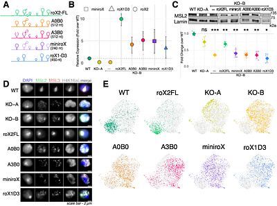 Dosage compensation defects due to roX RNA deletion are rescued by recalibration of X/autosome stoichiometry