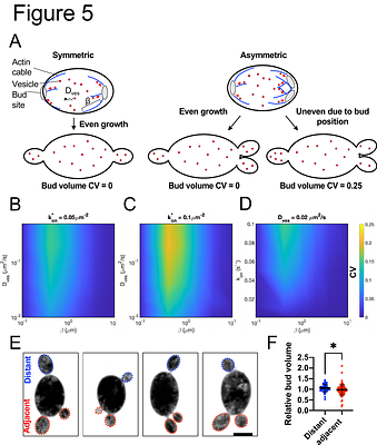 Allocation of resources among multiple daughter cells