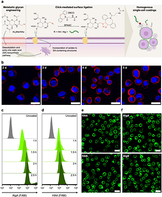Sweet and sticky: increased cell adhesion through click-mediated functionalization of regenerative liver progenitor cells