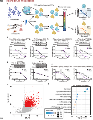Multidimensional atlas of RNA-regulated proteins revealed by RNA-dependent thermal proteome profiling