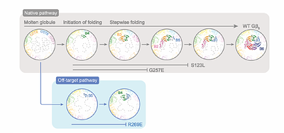 Disease-causing mutations in the G protein β5 β-propeller disrupt its chaperonin-mediated folding trajectory