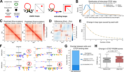 Chiron3D: an interpretable deep learning framework for understanding the DNA code of chromatin looping