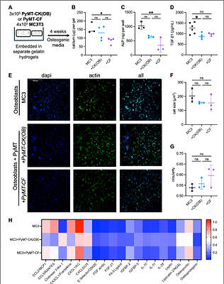 An immunocompetent osteoblastic model of mammary cancer bone metastasis established by syngeneic intratibial injection of PyMT mammary carcinoma cells in FVB/N mice