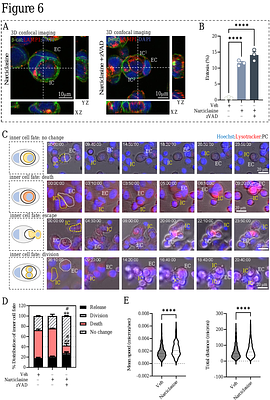 Plastin-3 membrane recruitment drives cell-in-cell invasion during entosis