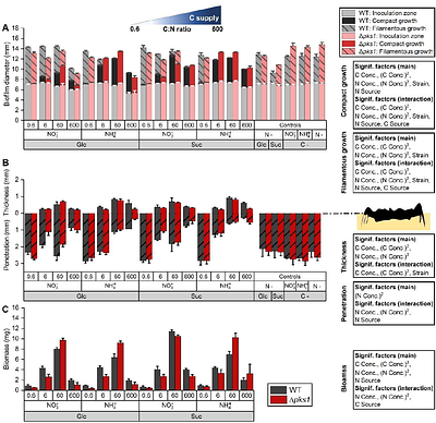 Carbon and nitrogen availability affect biofilm growth and morphology of the extremotolerant fungus Knufia petricola