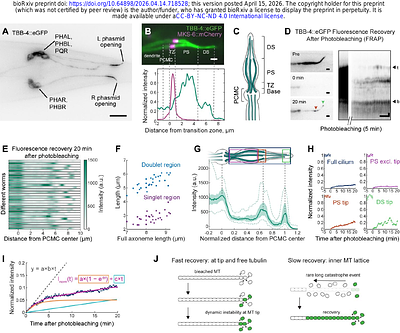 Intraflagellar transport of tubulin maintains steady-state axoneme integrity in C. elegans cilia