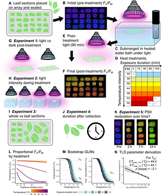 Towards a standard approach to investigating the Thermal Load Sensitivity of photosystem II via chlorophyll fluorescence