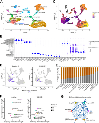 Lost in communication: How Mueller glia cells fail to maintain retinal integrity in USH1C retinal organoids