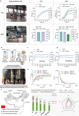 Tailoring Precise Genomic Integration Toward Isolate-to-Industry Strain Development for Scalable High-Titer Production of Polyhydroxyalkanoate